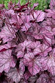 HEUCHERA WILD ROSE