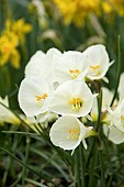 NARCISSUS BULBOCODIUM ARCTIC BELLS