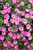 PETUNIA LITTLETUNIA PINK FRILLS