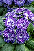 PRIMULA BELARINA BLUE RIPPLES