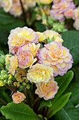 PRIMULA PRETTY POLLY BLUSHING PEACH