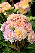 PRIMULA PRETTY POLLY BLUSHING PEACH