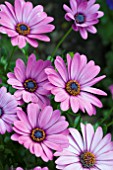 OSTEOSPERMUM FLOWER POWER DARK PINK