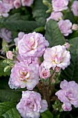 PRIMULA PRETTY POLLY SOFT PINK