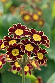 PRIMULA VICTORIANA RED LACE