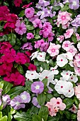 CATHARANTHUS TITAN MIXED