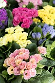 PRIMULA ROSEBUD MIX