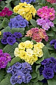 PRIMULA RUBENS MIXED