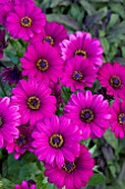 OSTEOSPERMUM FLOWER POWER PURPLE RED