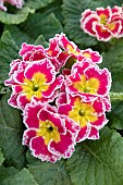 PRIMULA SWEETIE