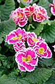 PRIMULA SWEETIE