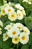 PRIMULA VERISTAR LEMON CREAM