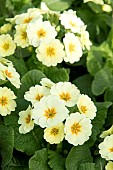 PRIMULA VERISTAR LEMON CREAM