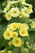 PRIMULA VERISTAR LEMON