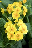 PRIMULA VERISTAR YELLOW GOLD WITH ORANGE EYE