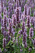 AGASTACHE BEELICIOUS PURPLE