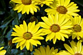 OSTEOSPERMUM FLOWER POWER YELLOW