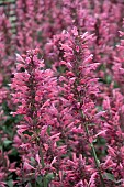 AGASTACHE MORELLO