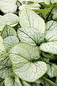 BRUNNERA ALCHEMY SILVER