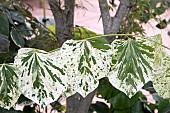 CERCIS CANADENSIS ALLEY CAT