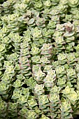 CRASSULA PAGODA VARIEGATA