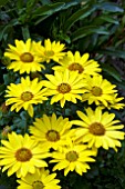 OSTEOSPERMUM FLOWER POWER YELLOW