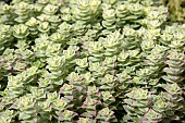 CRASSULA PAGODA VARIEGATA