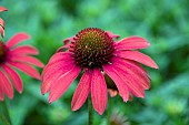 ECHINACEA SUNSEEKERS CORAL