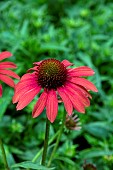 ECHINACEA SUNSEEKERS CORAL