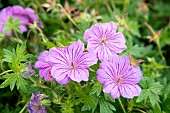 GERANIUM BLUSHING TURTLE