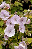 GERANIUM LILAC ICE