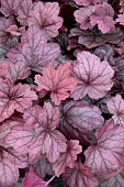 HEUCHERA GEORGIA PLUM