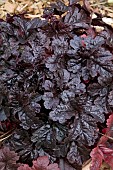 HEUCHERA ONYX