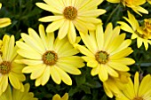 OSTEOSPERMUM SIDE SHOW YELLOW GLOW