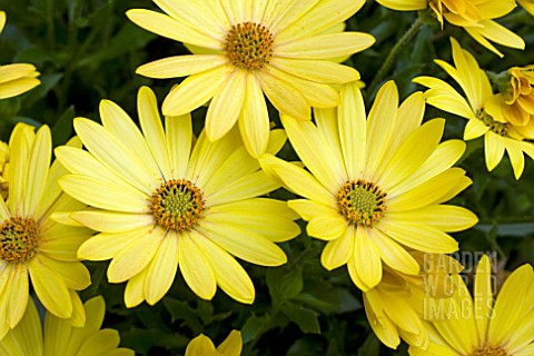 OSTEOSPERMUM_SIDE_SHOW_YELLOW_GLOW