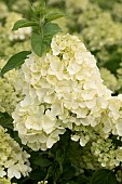 HYDRANGEA PANICULATA LIVING SUMMER SNOW