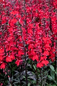 LOBELIA CARDINALIS STARSHIP SCARLET