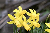 NARCISSUS ENGLANDER