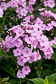 PHLOX TWINKLE LIGHT PINK