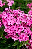 PHLOX TWINKLE PINK