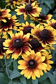 RUDBECKIA HIRTA KISSING SMILEYZ