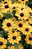 RUDBECKIA HIRTA SPEEDY SMILEYZ