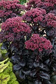 SEDUM DARK MAGIC