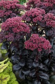 SEDUM DARK MAGIC