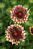 GAILLARDIA FANFARE SHOWTIME