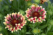 GAILLARDIA FANFARE SHOWTIME