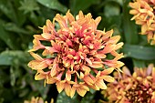 GAILLARDIA ORANGE RUFFLES