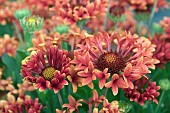 GAILLARDIA FANFARE SERENADE