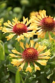 GAILLARDIA FANFARE CITRONELLA