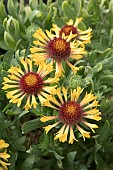 GAILLARDIA FANFARE CITRONELLA